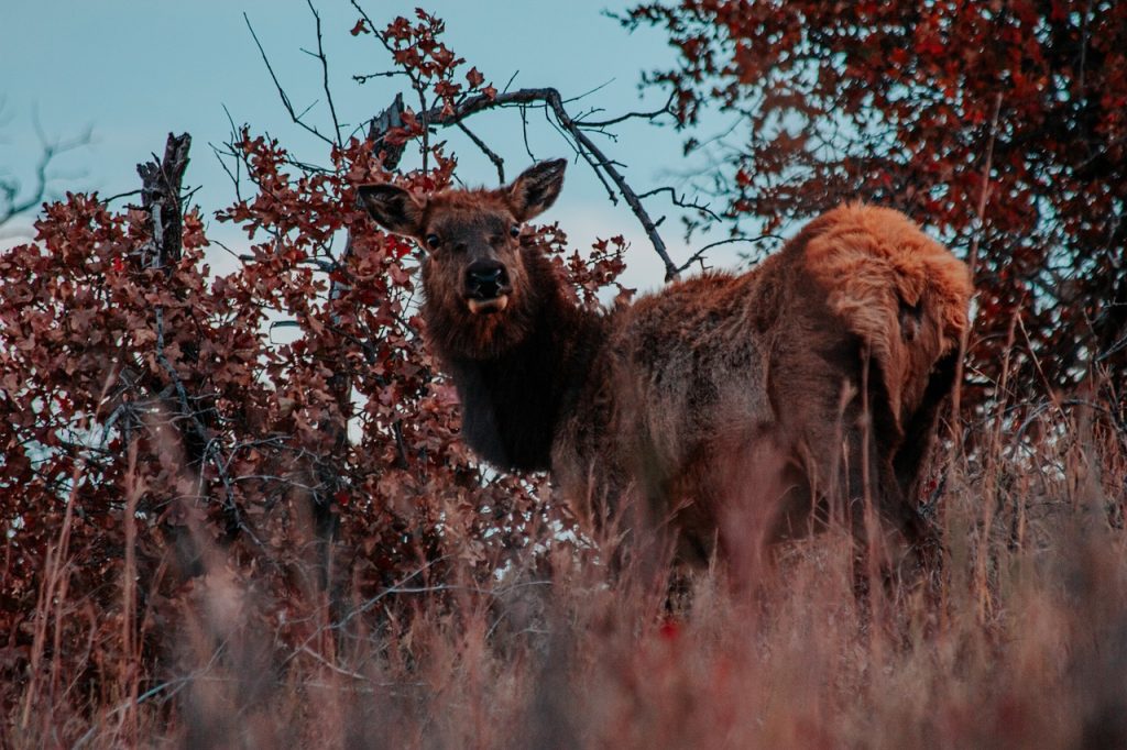 Wichita map roads art