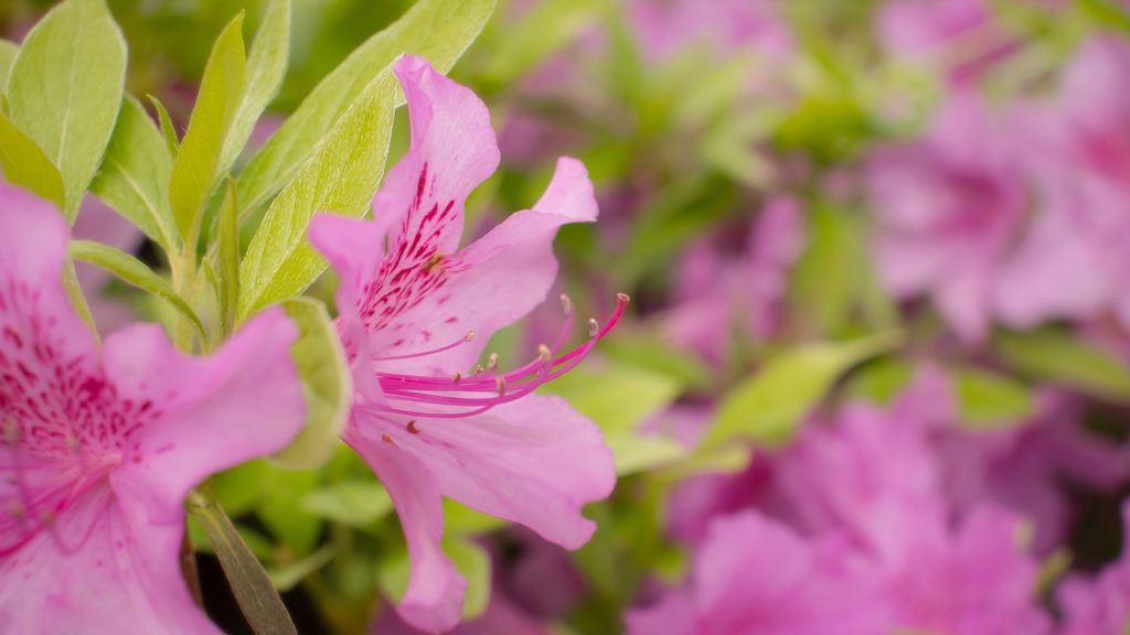 Hong Kong map roads art