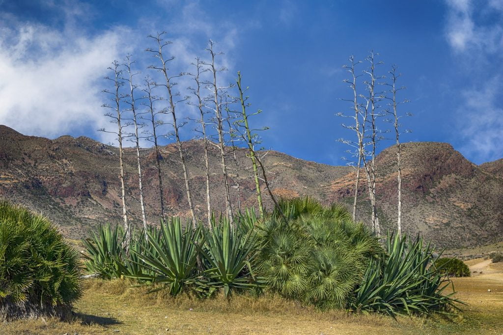 Pozuelo de Alarcón map roads art